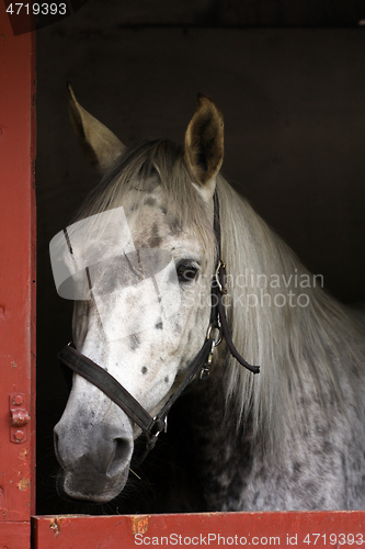 Image of White horse head