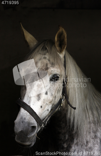 Image of White horse head