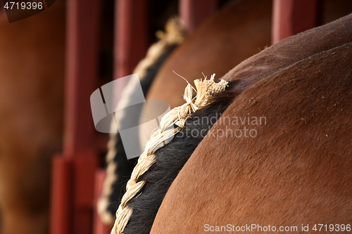 Image of Horses details