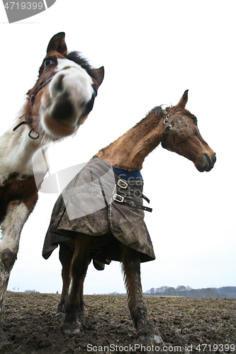 Image of Two horses shot with a low perspective