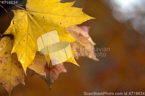 Image of Maple leaf background