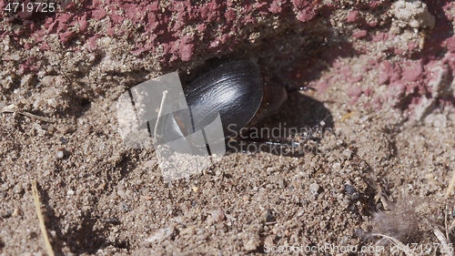Image of LArge beetle on the ground