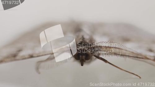 Image of Closeup footage of moth on the glass