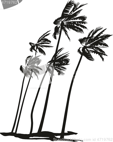 Image of Palms during a hurricane