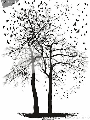 Image of Ravens on a acacia trees