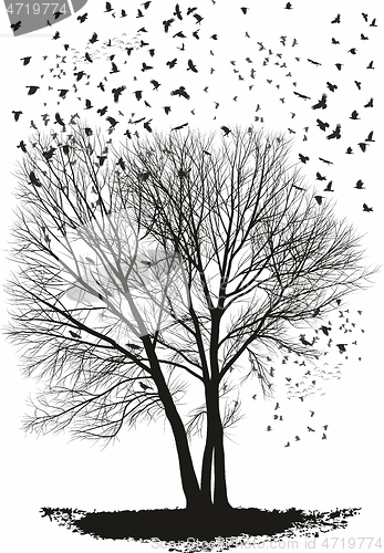 Image of Ravens on a Poplar trees