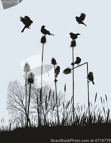 Image of Tiny Birds on Thistles in Autumn
