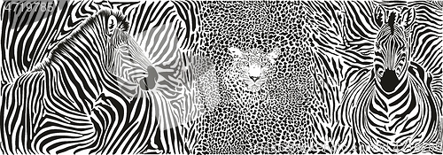 Image of Wild animal background - template with motif zebras and leopard