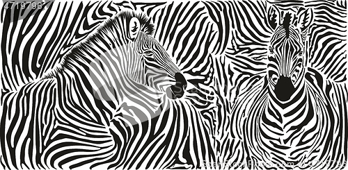 Image of Zebra skin pattern with two heads