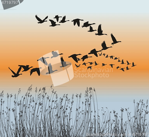 Image of Spring goose migration