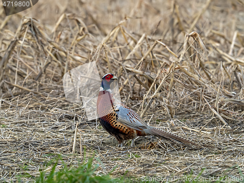 Image of Common Pheasant in Field, looking Back