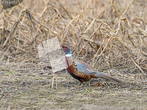 Image of Common Pheasant in Field