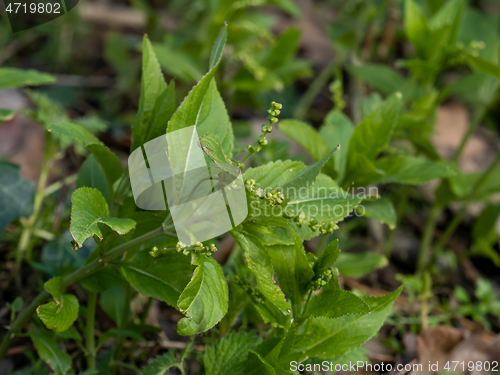 Image of Dog's Mercury