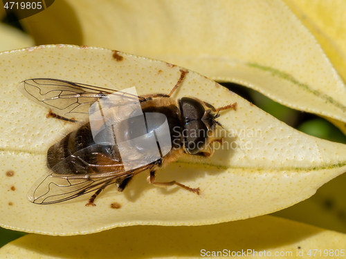 Image of Hoverfly Eristalis