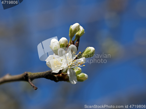 Image of Plum Blossom Buds