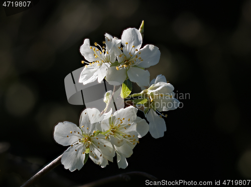 Image of Plum Blossom