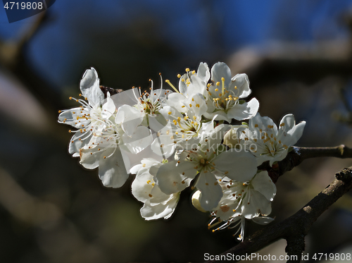 Image of Plum Tree Blossom