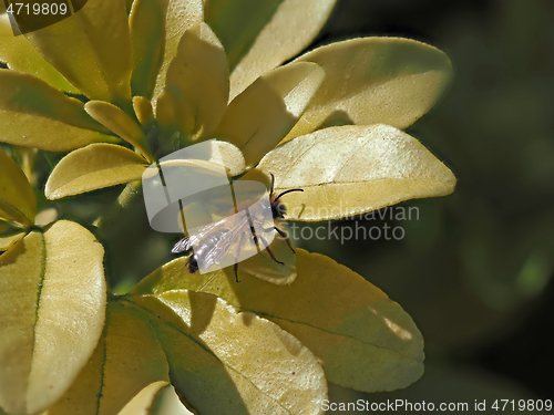 Image of Solitary Bee