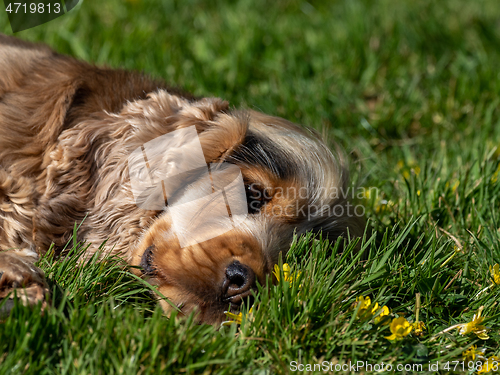 Image of Cocker Spaniel Sunbathing