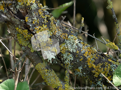 Image of Lichens on Tree