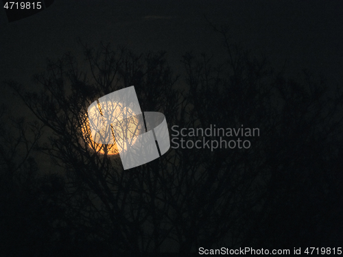 Image of Moon and Trees