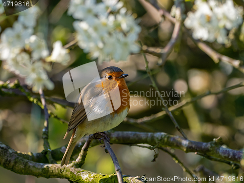 Image of European Robin in Dappled Sunlight