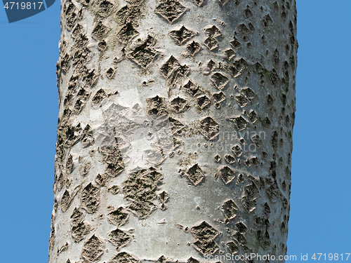 Image of White Poplar Bark with Lenticels