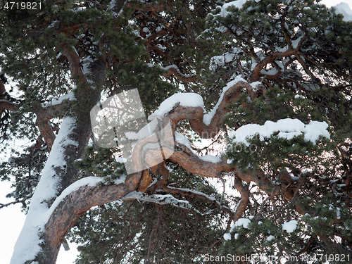 Image of Pine Tree Branch and Snow in Finland