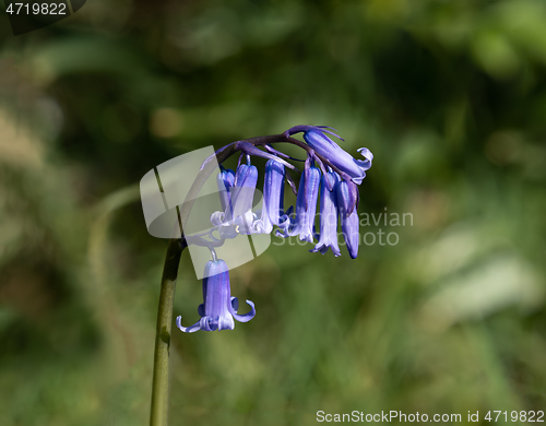 Image of Bluebells in Sunlight