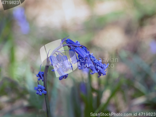 Image of Bluebells in Shade