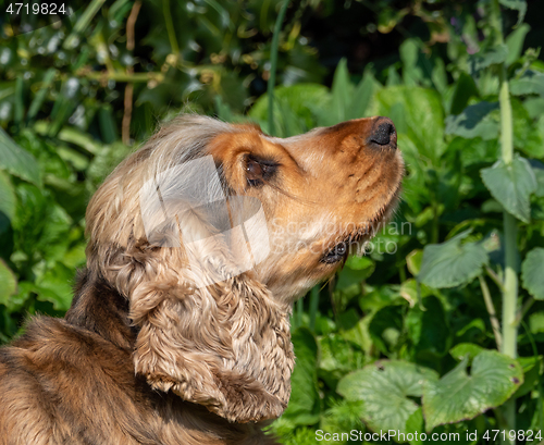 Image of Cocker Spaniel Looking Up