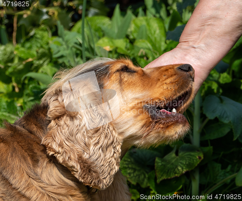 Image of English Cocker Spaniel Being Petted