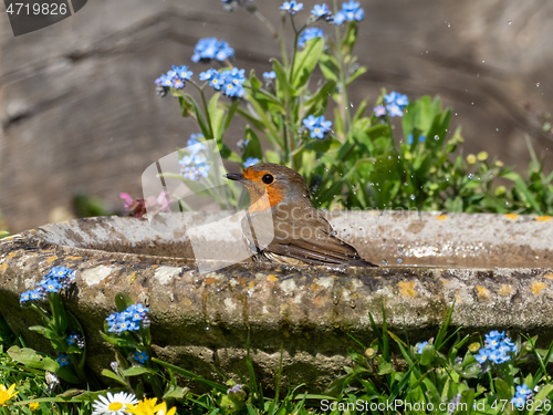 Image of European Robin Bathing in Birdbath