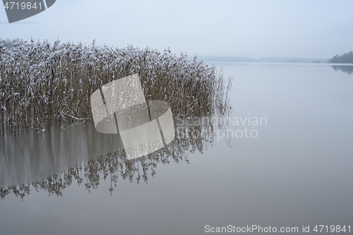 Image of reeds on the lake in winter