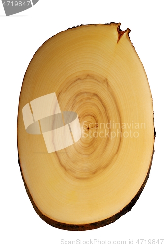 Image of a cut of a tree with growth rings on a white