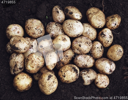 Image of freshly dug potatoes completely fill the frame