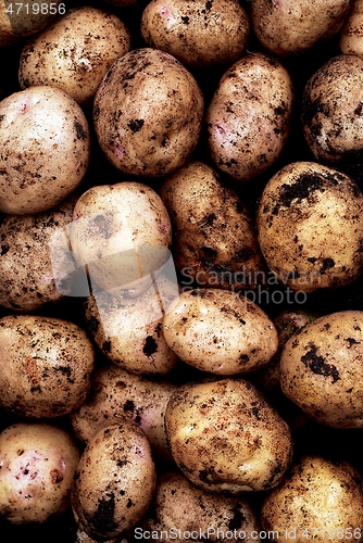 Image of freshly dug potatoes
