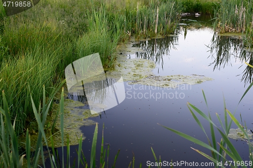 Image of overgrown pond, green mud