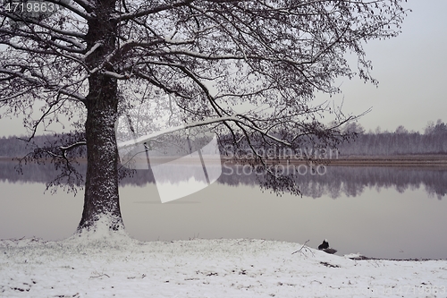 Image of landscape with tree by the lake in winter