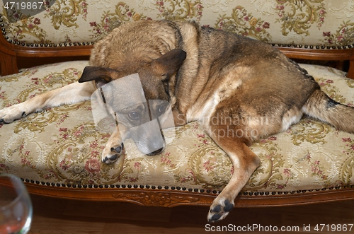 Image of mongrel sad dog lies on a vintage sofa