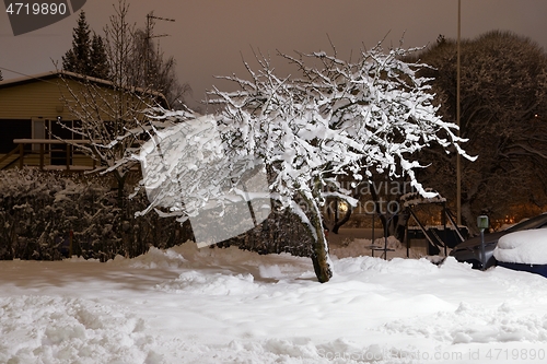 Image of tree covered with snow in the yard near the parking