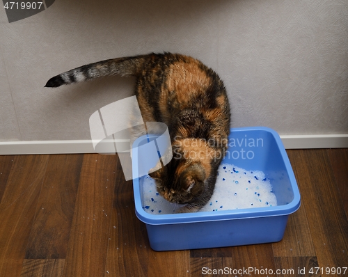 Image of cat buries poop in the litter box