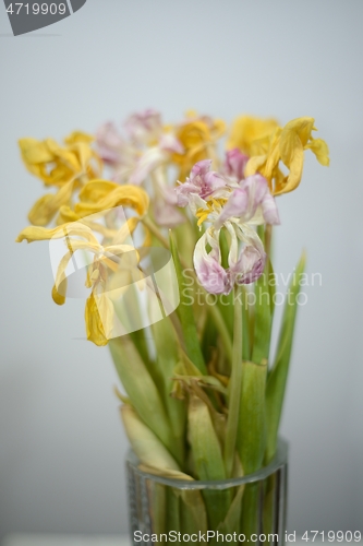 Image of beautiful withered dry tulips in a vase on neutral backdrop