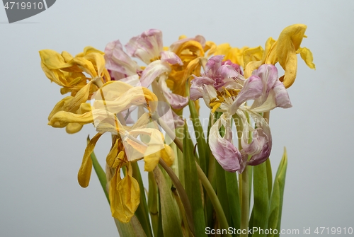 Image of beautiful withered dry tulips on neutral backdrop