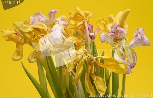 Image of beautiful withered dry tulips on yellow backdrop