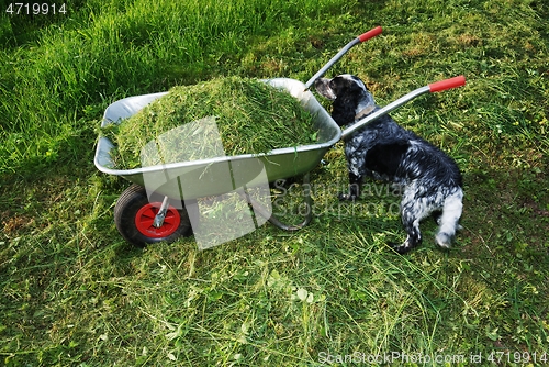 Image of wheelbarrow on a lawn with fresh grass and a spaniel 