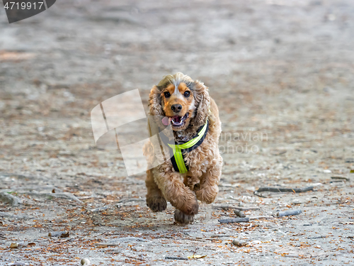 Image of Cocker Spaniel Running