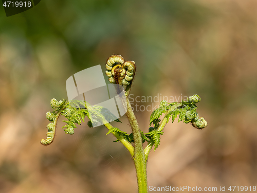 Image of Common Bracken Frond Unfurling