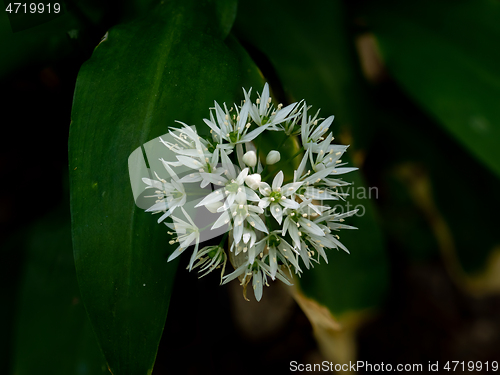 Image of Wild Garlic or Ramsons