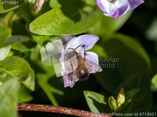 Image of Hairy Footed Flower Bee Male 